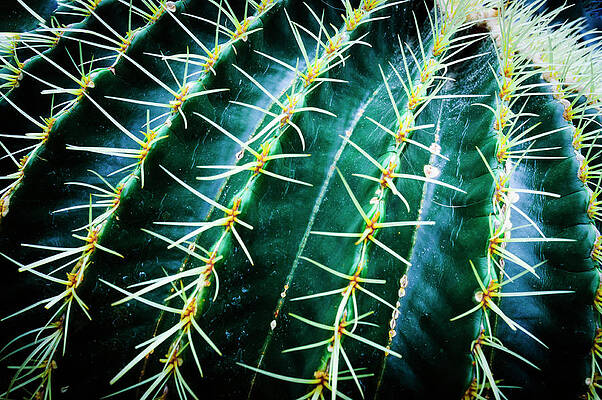 Fishhook Barrel Cactus by Gerald C. Kelley