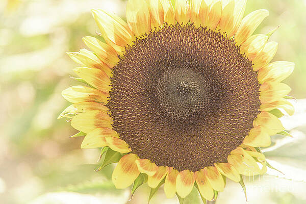 Wall Art - Photograph - Fading Sunflower by Debra Fedchin