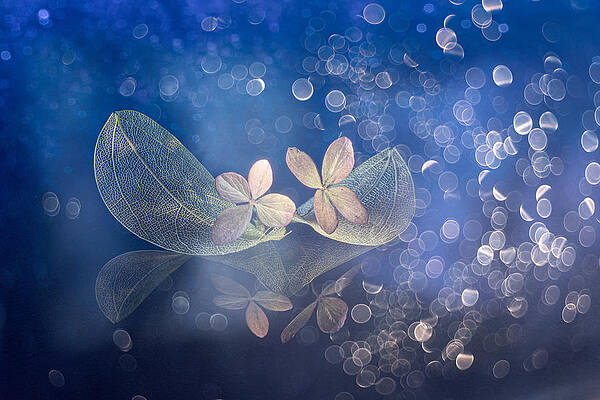 Wall Art - Photograph - Fairytale Fantasy by Igor Kopcev