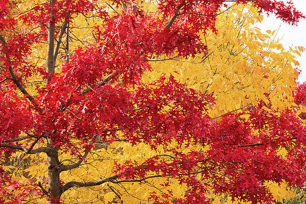 Fall foliage in Yellow and Red by Cristina Stefan Fall foliage in Yellow and Red by Cristina Stefan