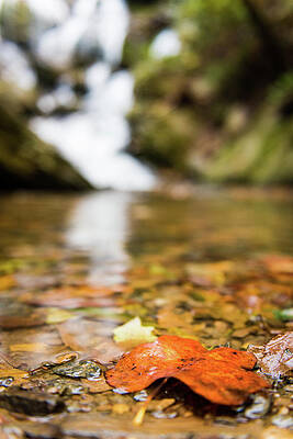 Fall Leaf at Saluda Waterfall in North Carolina by Tammy Ray Fall Leaf at Saluda Waterfall in North Carolina by Tammy Ray