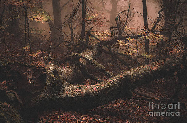 Fallen Tree In Forest, Crimea, Russia Print by Arsenii Gerasymenko