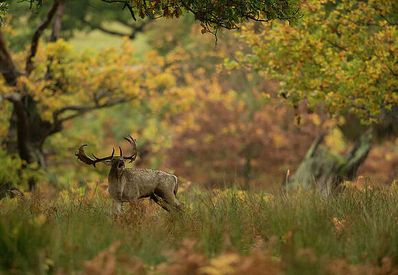 Wall Art - Photograph - Fallow Deer Buck Bellowing In Autumn Vegetation, Bradgate by Danny Green / Naturepl.com