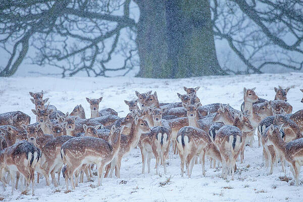 Wall Art - Photograph - Fallow Deer Heard In Heavy Snow In Front Of Beech Tree. by Alex Hyde / Naturepl.com