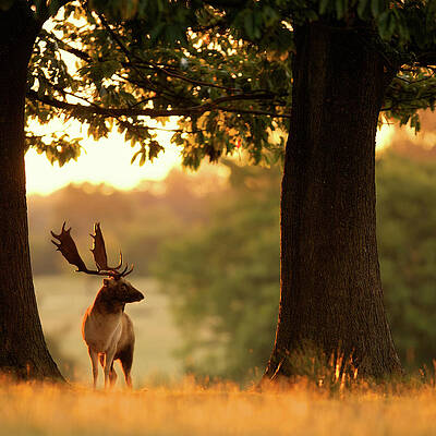 Fallow Deer Print by Markbridger
