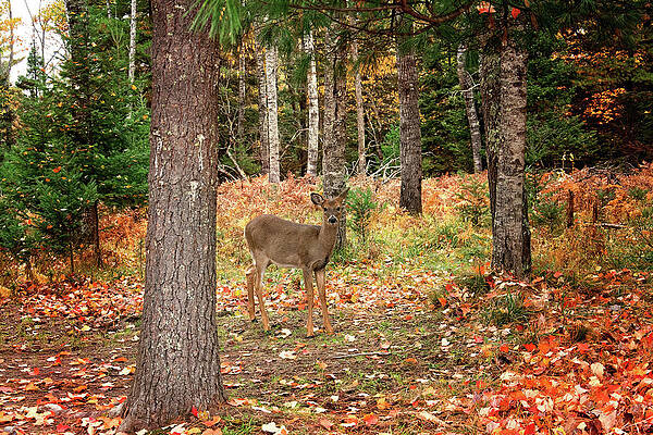 Fawn in the Fall Print by Gwen Gibson Fawn in the Fall Print by Gwen Gibson