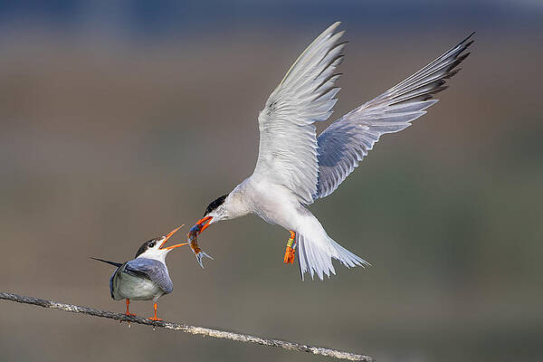 Wall Art - Photograph - Feeding The Chick by Mallal Moshe