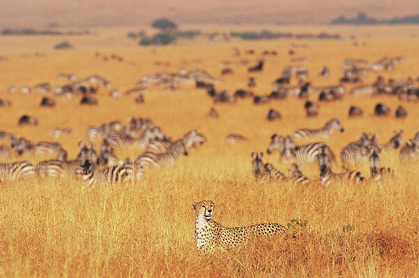 Wall Art - Photograph - Female Cheetah Acinonyx Jubatus Walking by Paul Souders