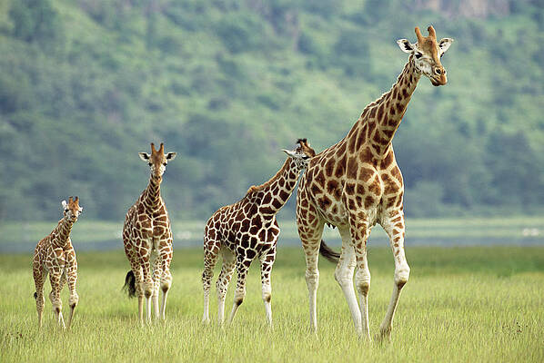 Wall Art - Photograph - Female Giraffe And Calves Giraffa by James Warwick