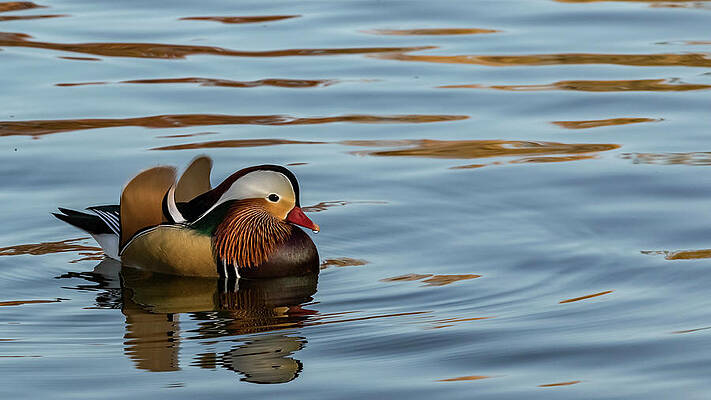 Wall Art - Photograph - Ferdinand, the Mandarin Duck by Holly Ross