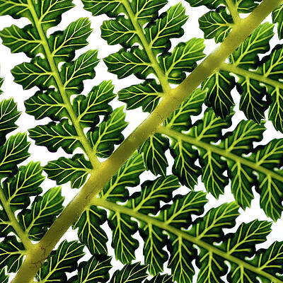 Fern Frond Detail Print by A J Withey
