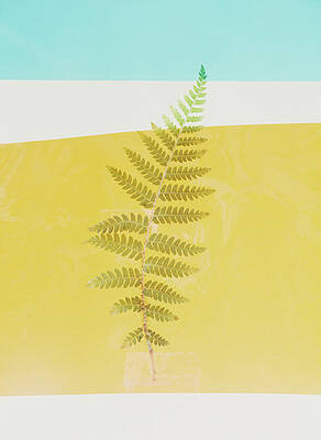 Fern Frond Print by Mimi Haddon