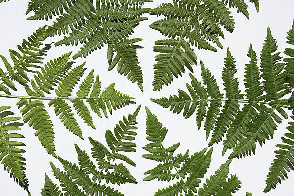 Fern Leaves Forming Circle Print by Paul Taylor