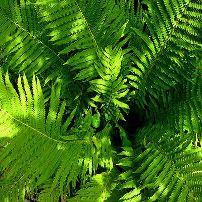 Fern Squared by Michael McBrayer Fern Squared by Michael McBrayer