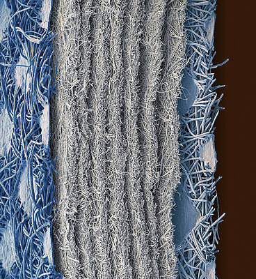 Wall Art - Photograph - Ffp3 Face Mask, Sem by Oliver Meckes EYE OF SCIENCE