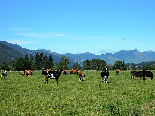 Wall Art - Photograph - FILE PHOTO Cattle Feed in a Field by Henning Gloystein