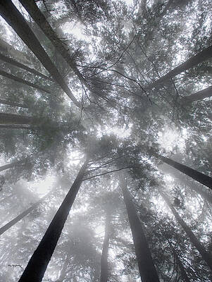 Wall Art - Photograph - Fir Trees I by Alan Majchrowicz