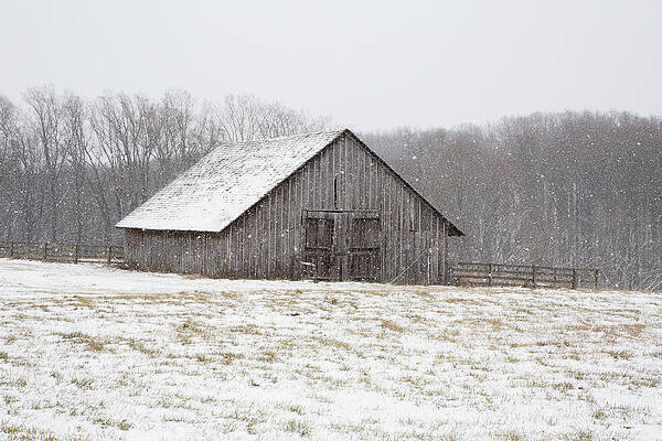 Wall Art - Photograph - First Snow by Aledanda