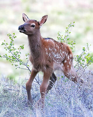 First Steps by Shane Bechler First Steps by Shane Bechler