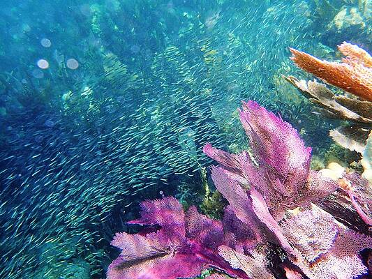 Fish Rush Hour on the Reef by Carol McGunagle Fish Rush Hour on the Reef by Carol McGunagle
