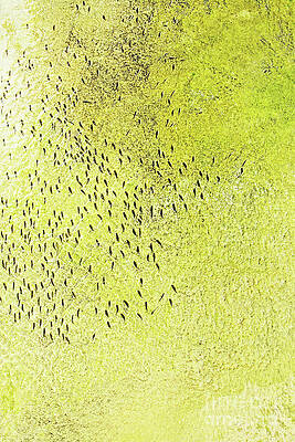 Fish swim in same direction by Ingela Christina Rahm Fish swim in same direction by Ingela Christina Rahm