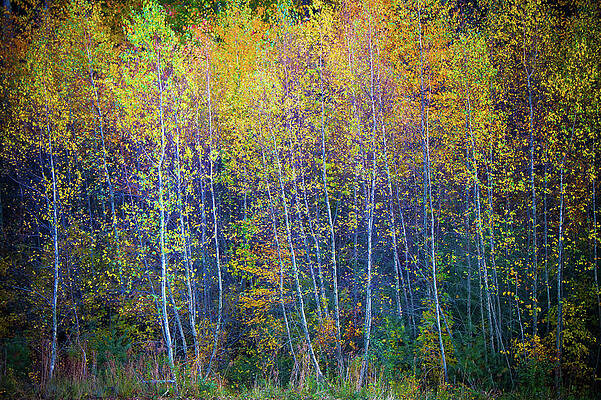 Wall Art - Photograph - Flaming Aspens by Steven David Roberts