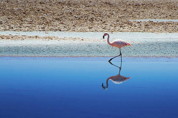Flamingos On Blue Lake Natron Fleece Blanket by Peter Stanley