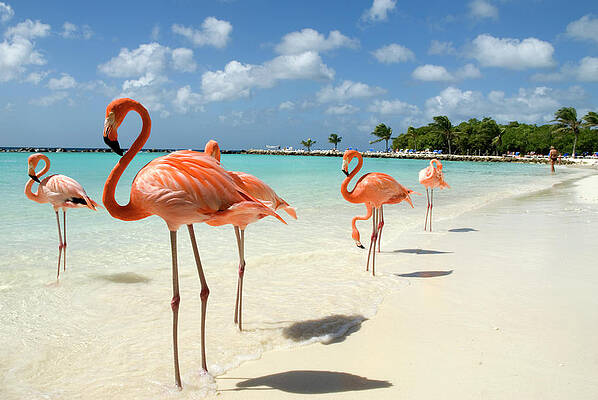 Flamingos On The Beach Print by Vanwyckexpress