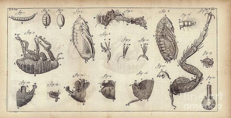 Antonie Van Leeuwenhoek Art Fine Art America