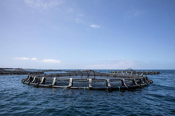 Wall Art - Photograph - Floating Fish Cage Out From Los Cristianos, Arona, South by Franco Banfi / Naturepl.com
