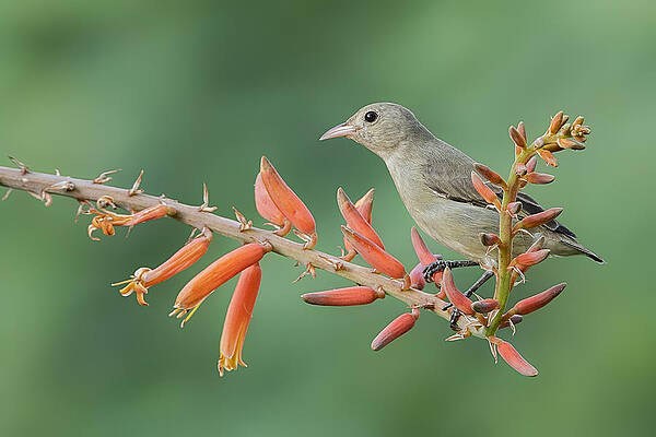 Wall Art - Photograph - Flowepeacker by Rahul Wedpathak