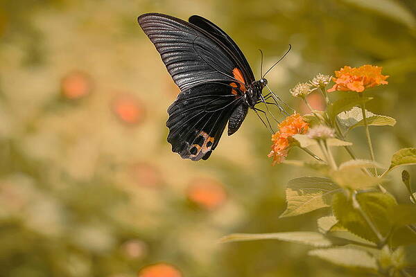 Wall Art - Photograph - Flower Dancer 01 by Minglun Tsai