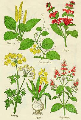 Wall Art - Drawing - Flowers Plantain, Sarsaparilla, Sage by Print Collector
