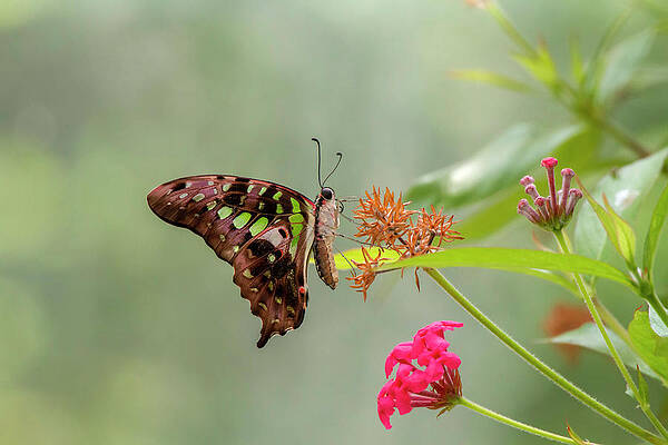 flutterby by Edward Kreis flutterby by Edward Kreis
