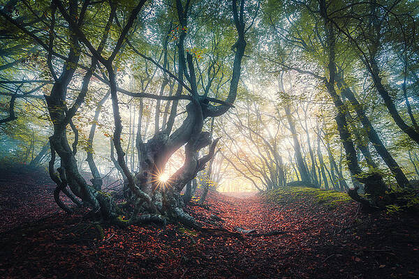 Wall Art - Photograph - Forest In Fog In Autumn At Sunrise by Denys Bilytskyi