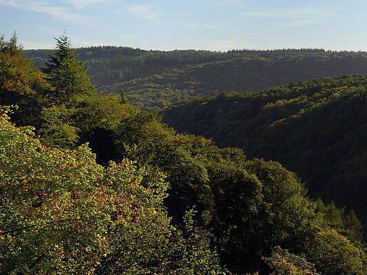 Wall Art - Photograph - Forest Of Dean Overview, With Primarliy Deciduous Trees by Nick Upton / Naturepl.com