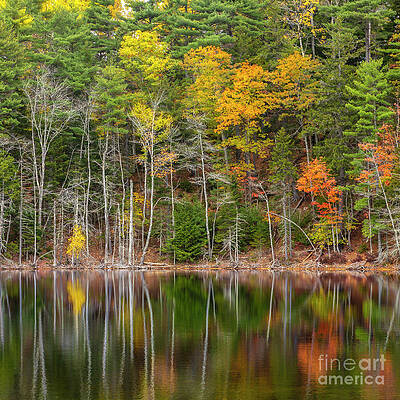 Forest Reflecting by Karin Pinkham Forest Reflecting by Karin Pinkham