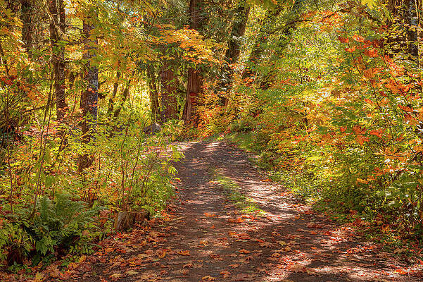 Wall Art - Photograph - Forest Road in Fall 01080 by Kristina Rinell