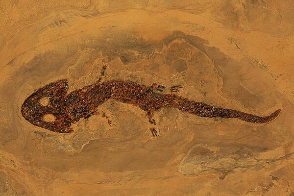Wall Art - Photograph - Fossil Amphibian From The Permian Period by John Cancalosi / Naturepl.com