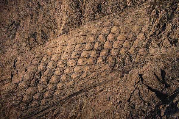 Wall Art - Photograph - Fossilized Remains Of Lepidendron, The Tallest Of The Coal by Nick Hawkins / Naturepl.com
