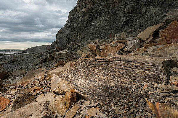 Wall Art - Photograph - Fossilized Remains Of The Tree-like Lycopodiophyte At by Nick Hawkins / Naturepl.com