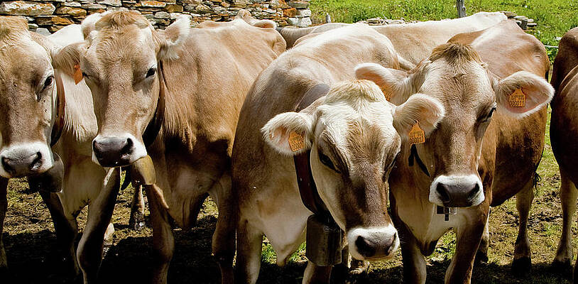 Cows Wearing Cow Bells Looking Sideways, Swiss Alps, Switzerland