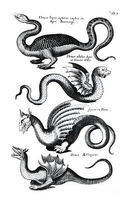 Dragon Tail Drawings | Fine Art America
