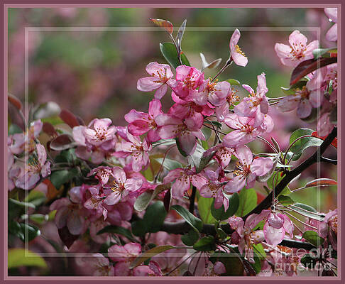 Framed Crabapple Blossoms by Sandra Huston Framed Crabapple Blossoms by Sandra Huston
