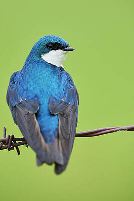 Francis Point Tree Swallow by Jestephotography Ltd Francis Point Tree Swallow by Jestephotography Ltd