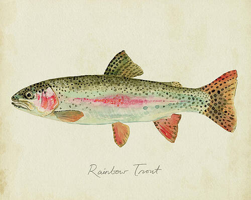 Freshwater Fish Paintings for Sale - Fine Art America