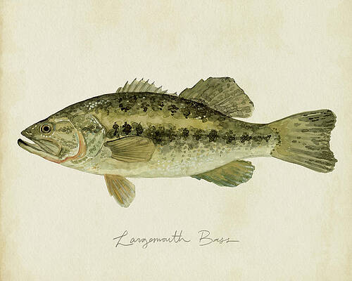 Freshwater Perch Fish Illustrated Watercolor Art Print -  Canada