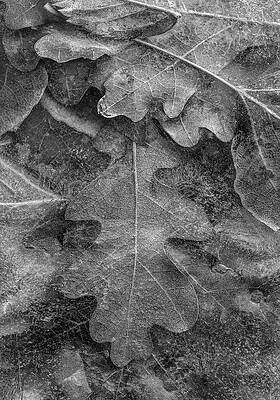 Wall Art - Photograph - Frozen Fallen Leaves by Tim Fitzharris