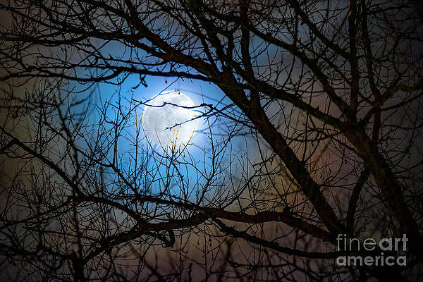Wall Art - Photograph - Full Moon Through Tree Branches by Science Photo Library