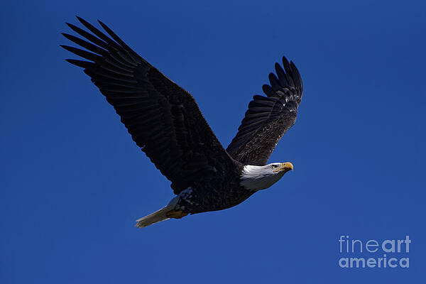 Gaining Altitude by Paul Mashburn Gaining Altitude by Paul Mashburn